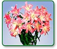 Oriental Lilies